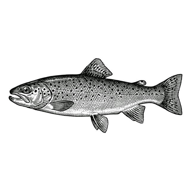 Vintage Trout Engraving